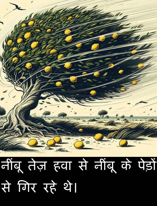 नींबू: नींबू तेज़ हवा से नींबू के पेड़ों से गिर रहे थे।