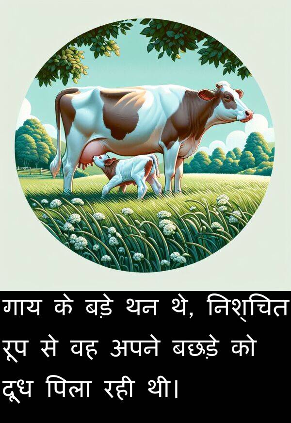 बछड़े: गाय के बड़े थन थे, निश्चित रूप से वह अपने बछड़े को दूध पिला रही थी।