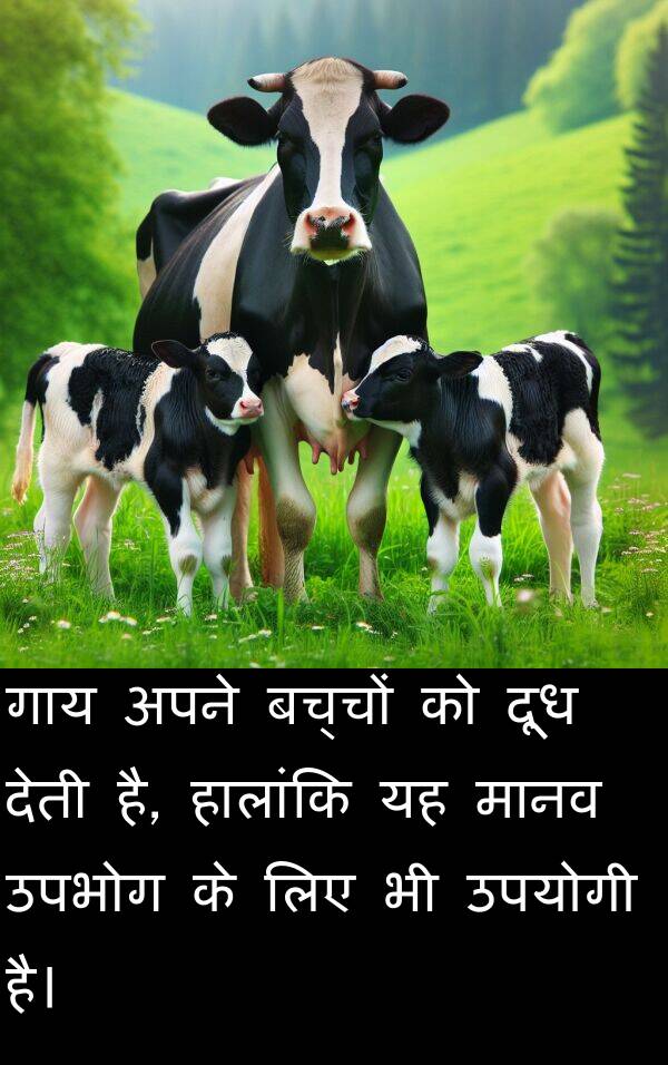 उपभोग: गाय अपने बच्चों को दूध देती है, हालांकि यह मानव उपभोग के लिए भी उपयोगी है।