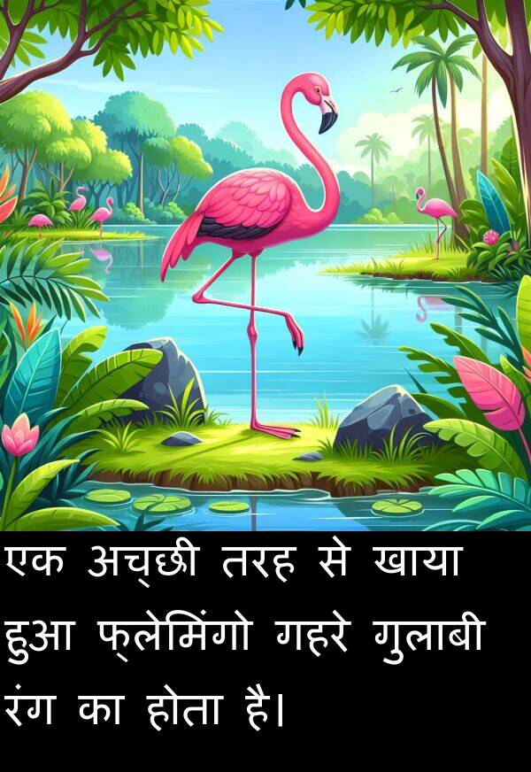 खाया: एक अच्छी तरह से खाया हुआ फ्लेमिंगो गहरे गुलाबी रंग का होता है।