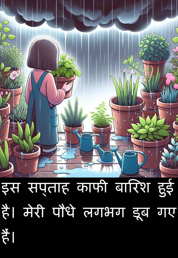 लगभग: इस सप्ताह काफी बारिश हुई है। मेरी पौधे लगभग डूब गए हैं।