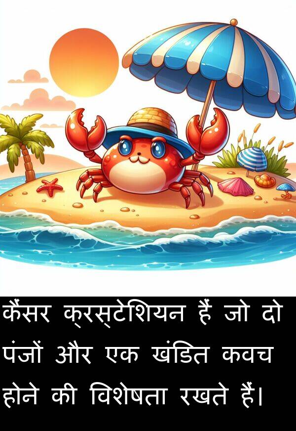 पंजों: कैंसर क्रस्टेशियन हैं जो दो पंजों और एक खंडित कवच होने की विशेषता रखते हैं।
