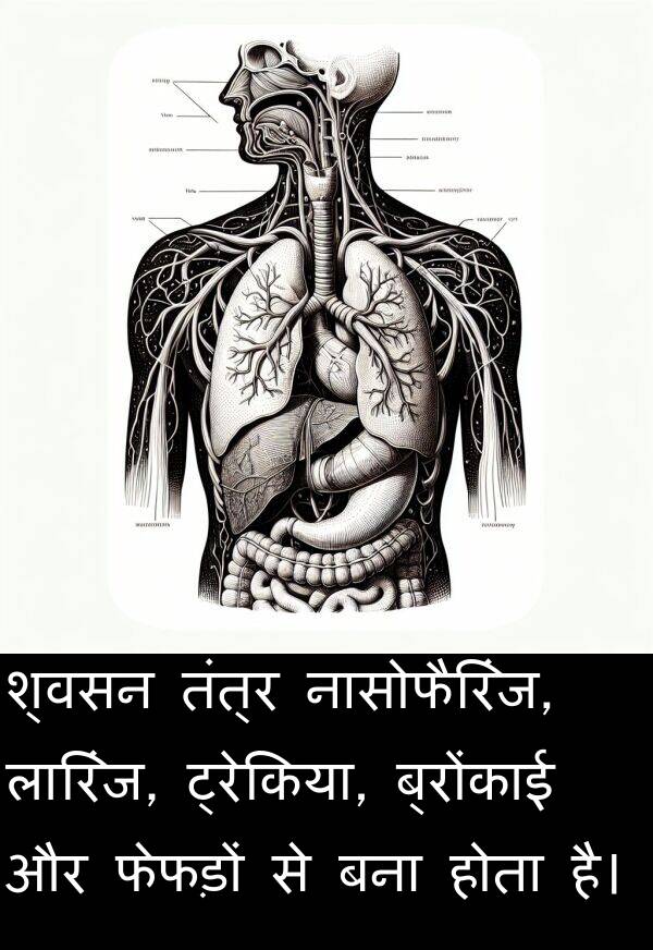 लारिंज: श्वसन तंत्र नासोफैरिंज, लारिंज, ट्रेकिया, ब्रोंकाई और फेफड़ों से बना होता है।