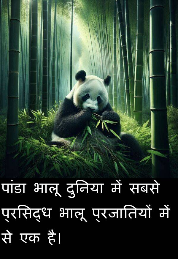 पांडा: पांडा भालू दुनिया में सबसे प्रसिद्ध भालू प्रजातियों में से एक है।