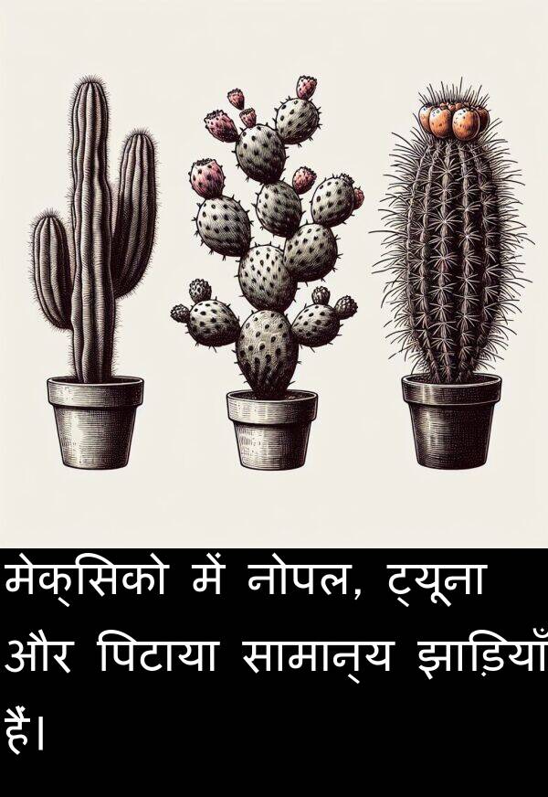 ट्यूना: मेक्सिको में नोपल, ट्यूना और पिटाया सामान्य झाड़ियाँ हैं।