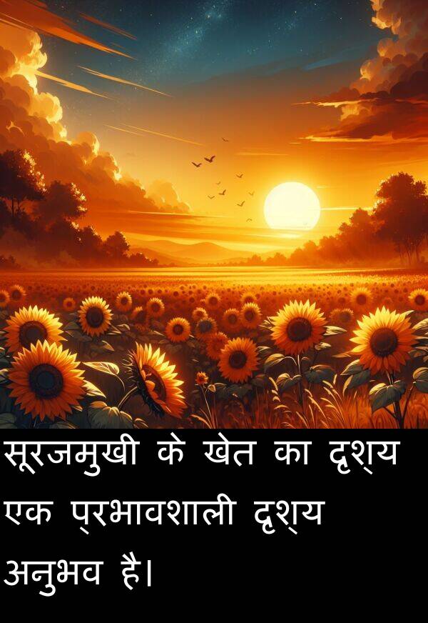 खेत: सूरजमुखी के खेत का दृश्य एक प्रभावशाली दृश्य अनुभव है।