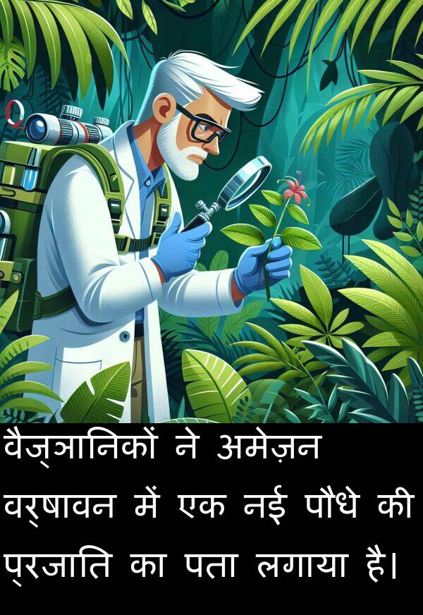 लगाया: वैज्ञानिकों ने अमेज़न वर्षावन में एक नई पौधे की प्रजाति का पता लगाया है।