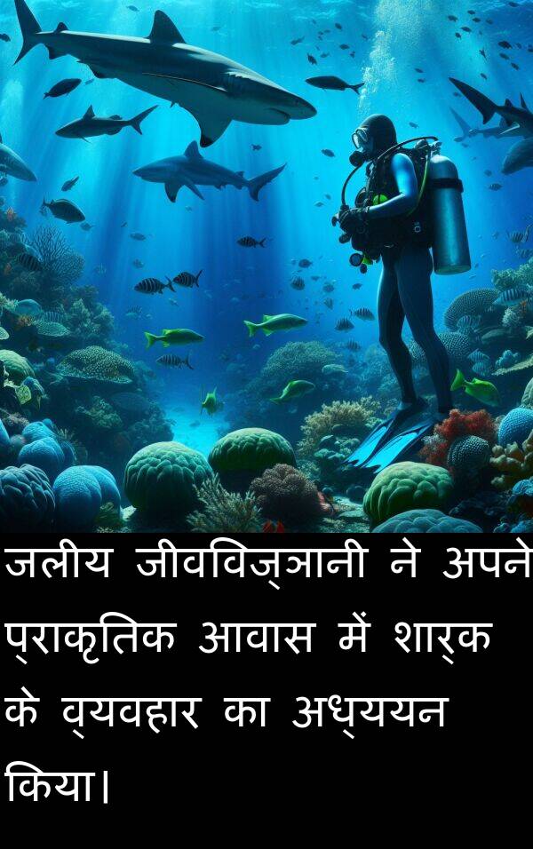 आवास: जलीय जीवविज्ञानी ने अपने प्राकृतिक आवास में शार्क के व्यवहार का अध्ययन किया।