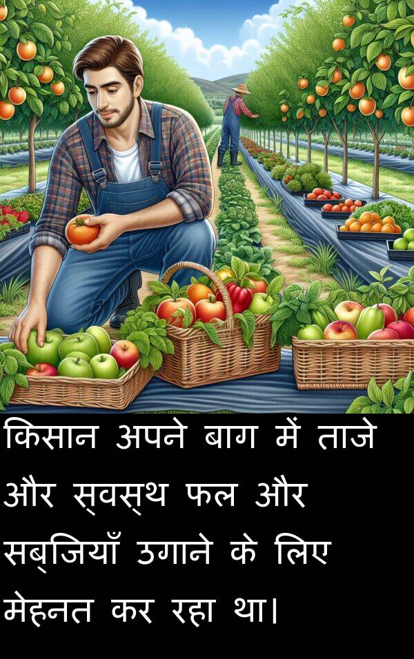 ताजे: किसान अपने बाग में ताजे और स्वस्थ फल और सब्जियाँ उगाने के लिए मेहनत कर रहा था।