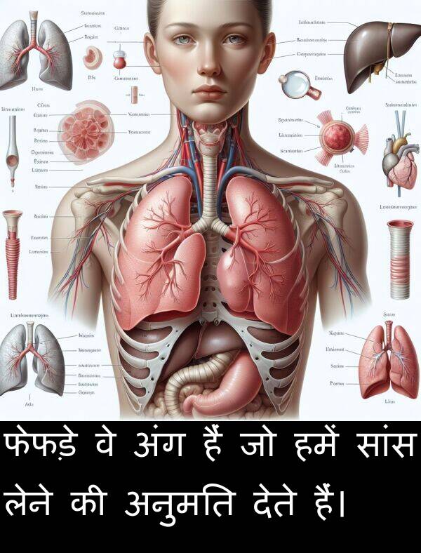 लेने: फेफड़े वे अंग हैं जो हमें सांस लेने की अनुमति देते हैं।