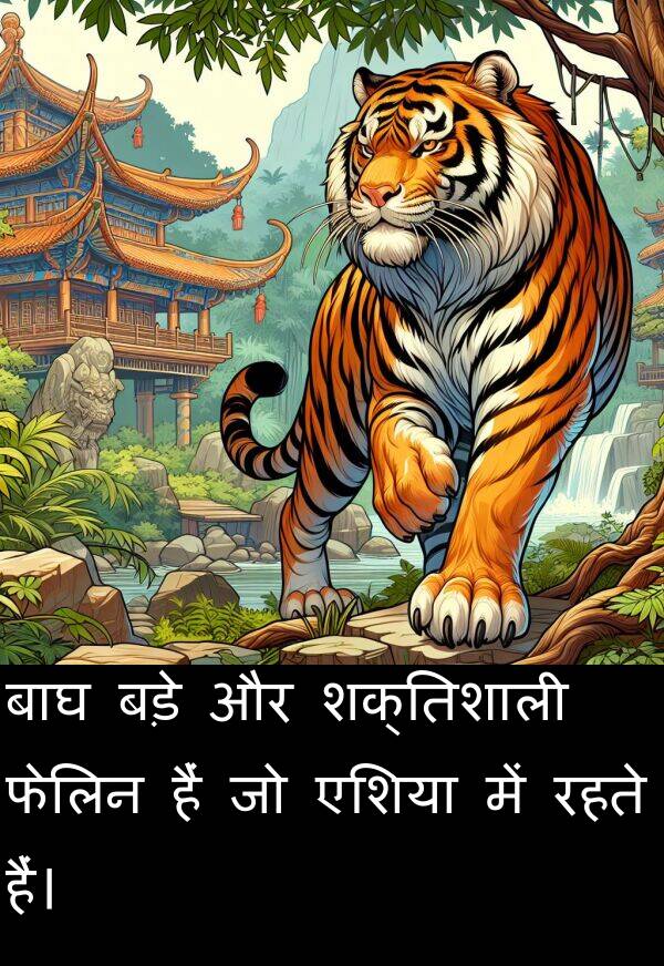 हैं: बाघ बड़े और शक्तिशाली फेलिन हैं जो एशिया में रहते हैं।