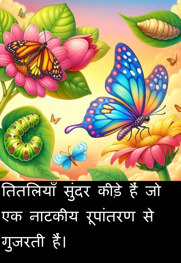 नाटकीय: तितलियाँ सुंदर कीड़े हैं जो एक नाटकीय रूपांतरण से गुजरती हैं।