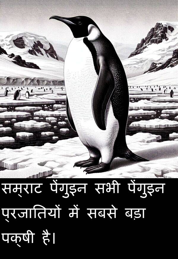 सम्राट: सम्राट पेंगुइन सभी पेंगुइन प्रजातियों में सबसे बड़ा पक्षी है।