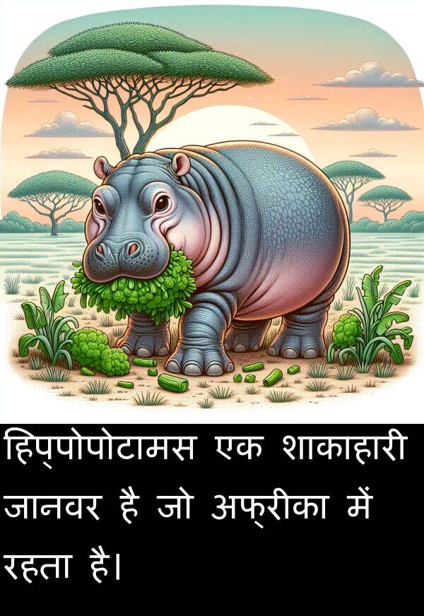 अफ्रीका: हिप्पोपोटामस एक शाकाहारी जानवर है जो अफ्रीका में रहता है।