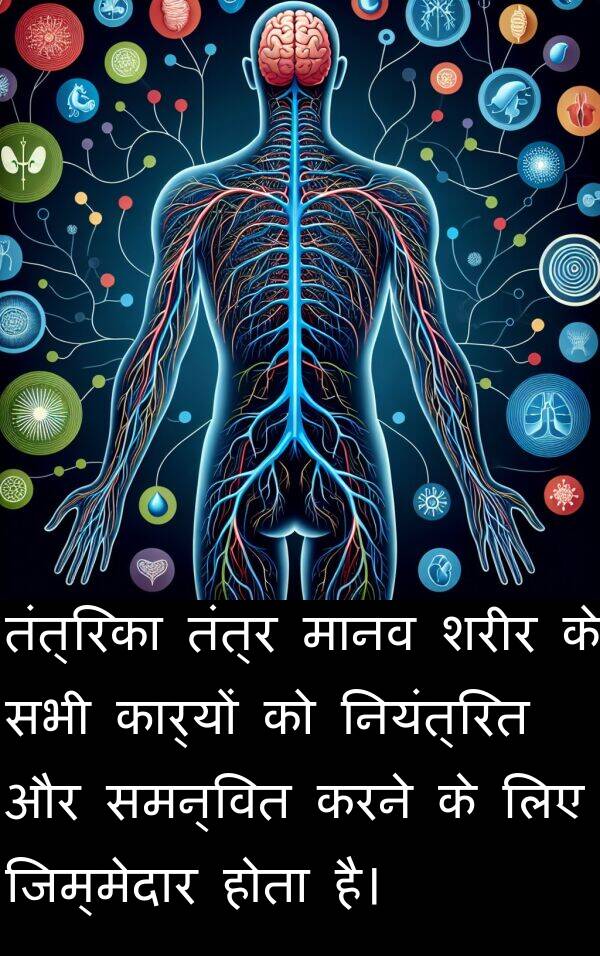 तंत्र: तंत्रिका तंत्र मानव शरीर के सभी कार्यों को नियंत्रित और समन्वित करने के लिए जिम्मेदार होता है।