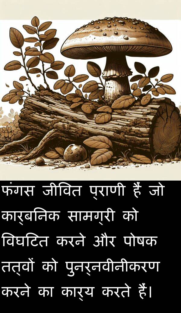 पुनर्नवीनीकरण: फंगस जीवित प्राणी हैं जो कार्बनिक सामग्री को विघटित करने और पोषक तत्वों को पुनर्नवीनीकरण करने का कार्य करते हैं।