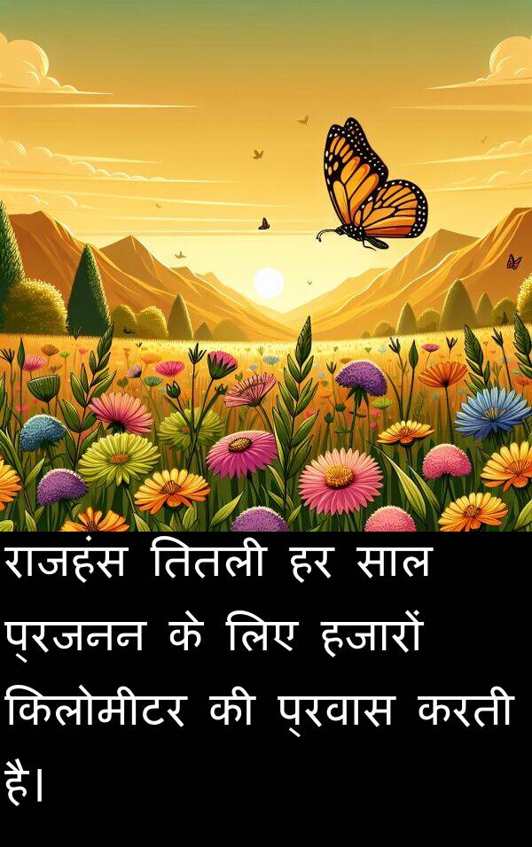 हजारों: राजहंस तितली हर साल प्रजनन के लिए हजारों किलोमीटर की प्रवास करती है।