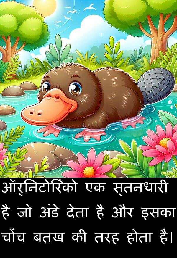 चोंच: ऑर्निटोरिंको एक स्तनधारी है जो अंडे देता है और इसका चोंच बतख की तरह होता है।