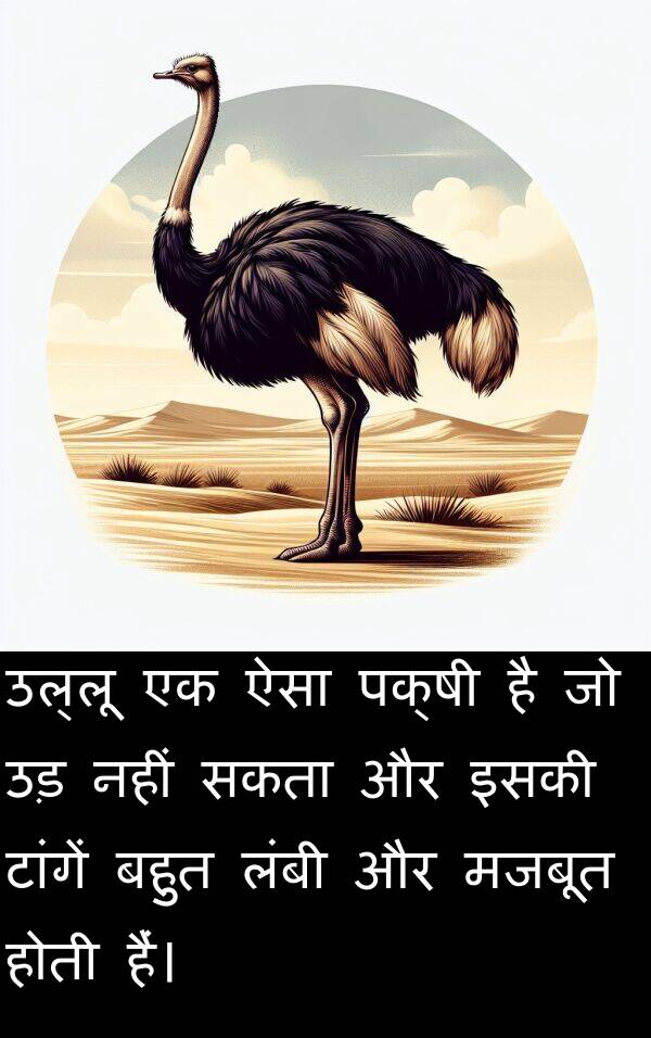 उल्लू: उल्लू एक ऐसा पक्षी है जो उड़ नहीं सकता और इसकी टांगें बहुत लंबी और मजबूत होती हैं।