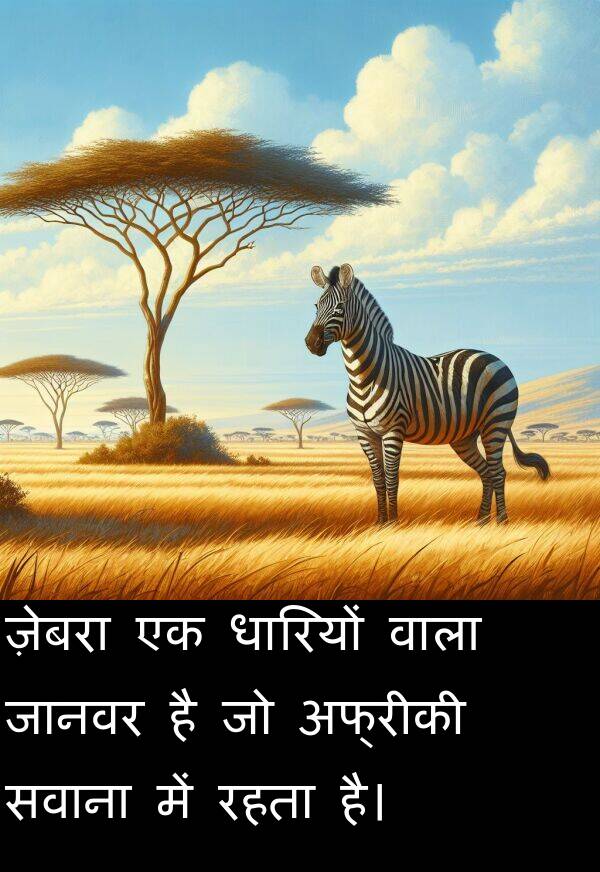 धारियों: ज़ेबरा एक धारियों वाला जानवर है जो अफ्रीकी सवाना में रहता है।