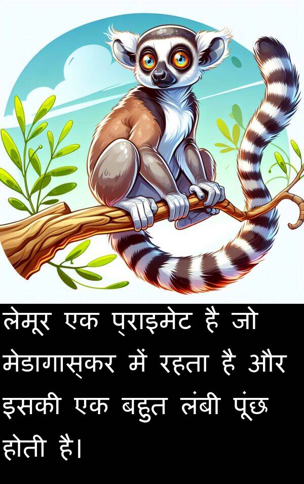 लेमूर: लेमूर एक प्राइमेट है जो मेडागास्कर में रहता है और इसकी एक बहुत लंबी पूंछ होती है।