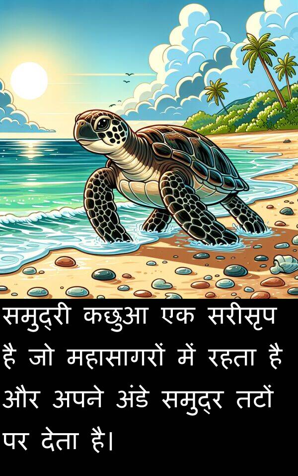 तटों: समुद्री कछुआ एक सरीसृप है जो महासागरों में रहता है और अपने अंडे समुद्र तटों पर देता है।