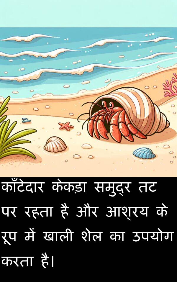 खाली: काँटेदार केकड़ा समुद्र तट पर रहता है और आश्रय के रूप में खाली शेल का उपयोग करता है।