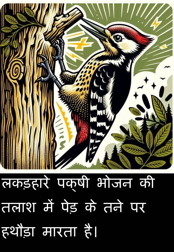लकड़हारे: लकड़हारे पक्षी भोजन की तलाश में पेड़ के तने पर हथौड़ा मारता है।