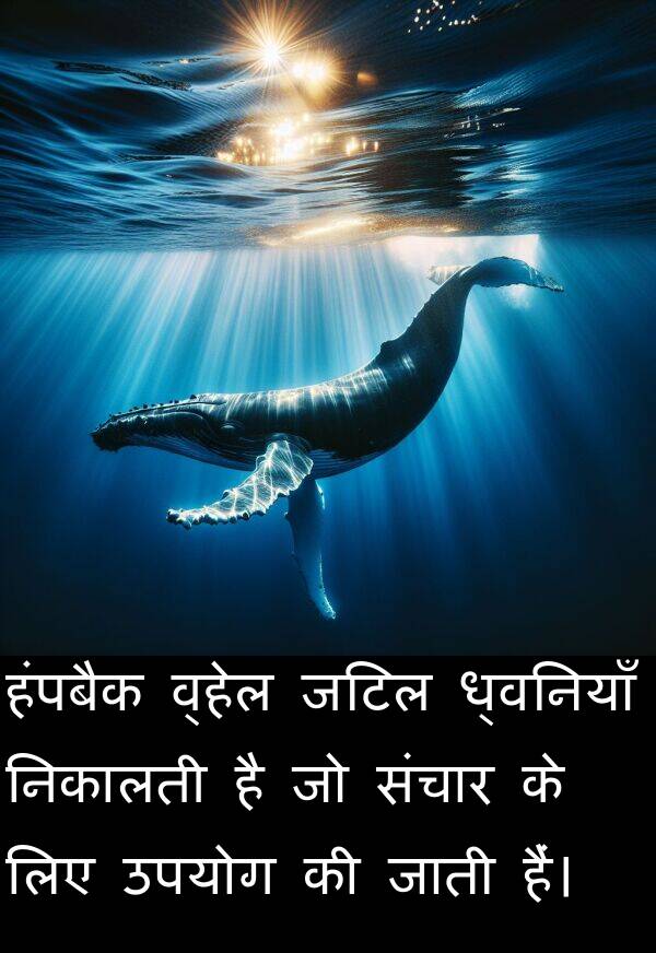 ध्वनियाँ: हंपबैक व्हेल जटिल ध्वनियाँ निकालती है जो संचार के लिए उपयोग की जाती हैं।
