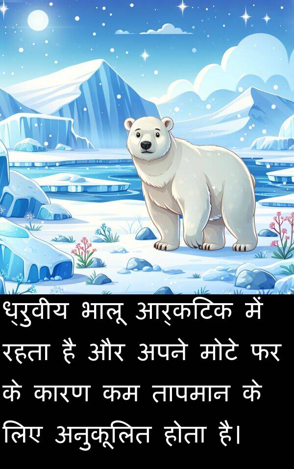 ध्रुवीय: ध्रुवीय भालू आर्कटिक में रहता है और अपने मोटे फर के कारण कम तापमान के लिए अनुकूलित होता है।