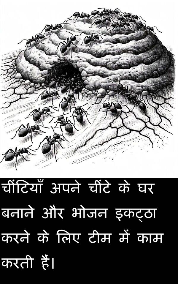 टीम: चींटियाँ अपने चींटे के घर बनाने और भोजन इकट्ठा करने के लिए टीम में काम करती हैं।