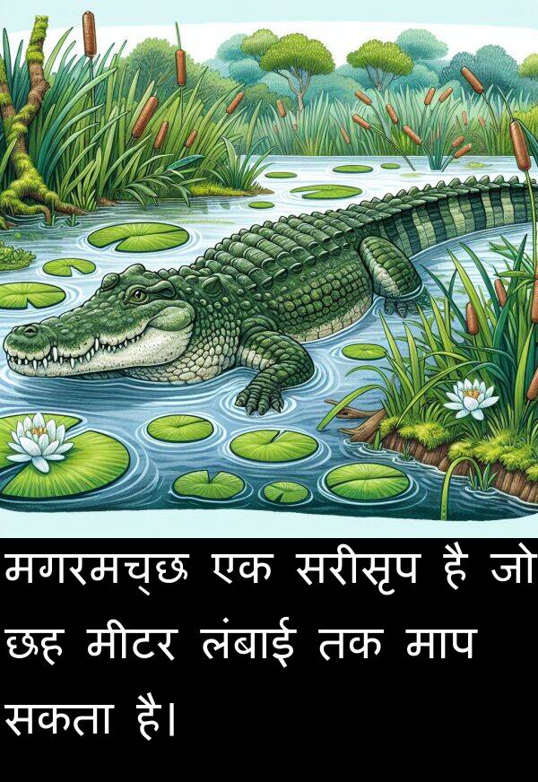 लंबाई: मगरमच्छ एक सरीसृप है जो छह मीटर लंबाई तक माप सकता है।