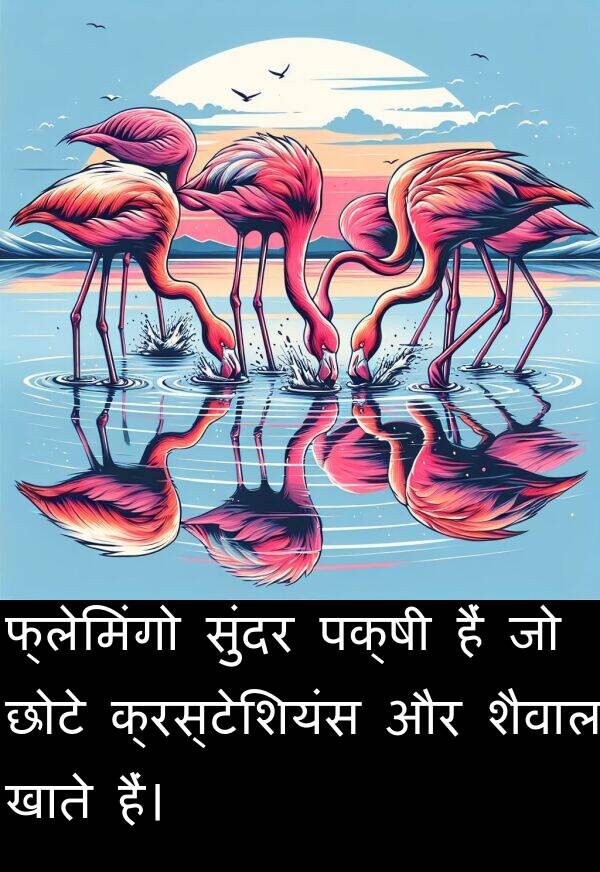 छोटे: फ्लेमिंगो सुंदर पक्षी हैं जो छोटे क्रस्टेशियंस और शैवाल खाते हैं।