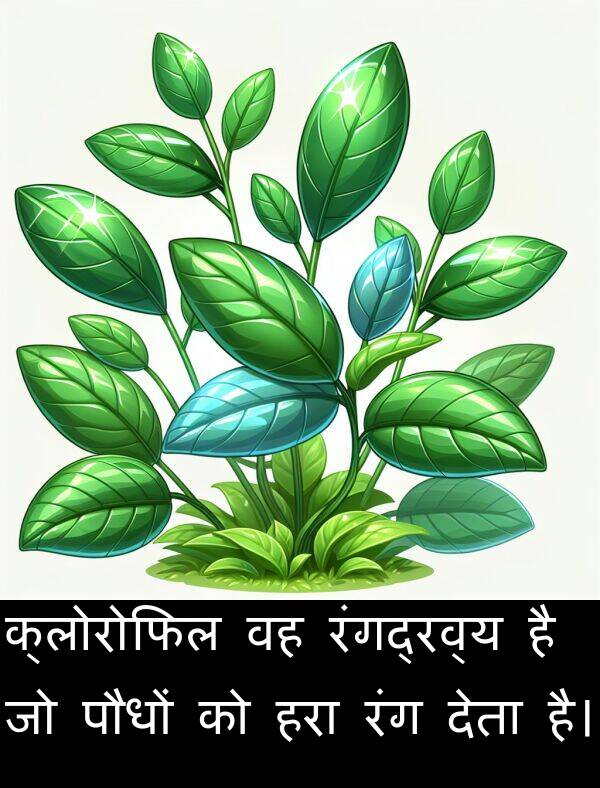 हरा: क्लोरोफिल वह रंगद्रव्य है जो पौधों को हरा रंग देता है।