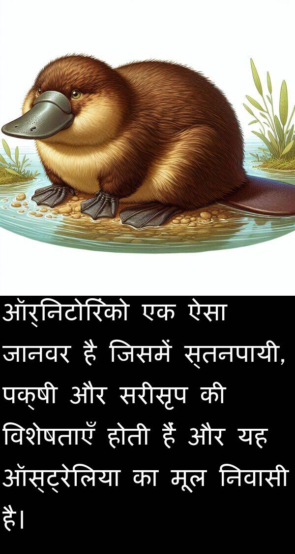 निवासी: ऑर्निटोरिंको एक ऐसा जानवर है जिसमें स्तनपायी, पक्षी और सरीसृप की विशेषताएँ होती हैं और यह ऑस्ट्रेलिया का मूल निवासी है।