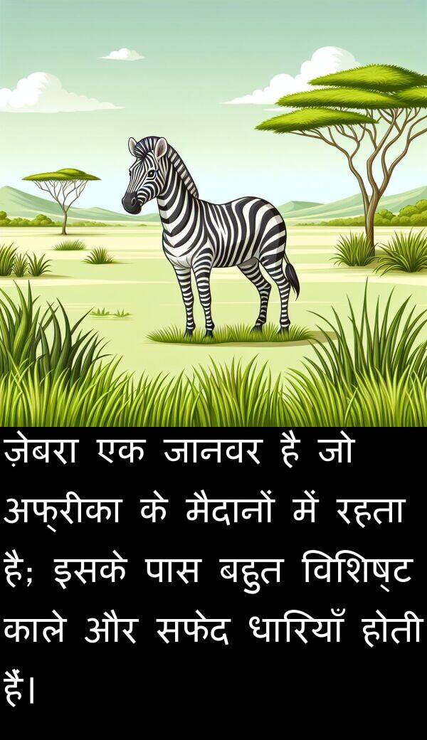 विशिष्ट: ज़ेबरा एक जानवर है जो अफ्रीका के मैदानों में रहता है; इसके पास बहुत विशिष्ट काले और सफेद धारियाँ होती हैं।