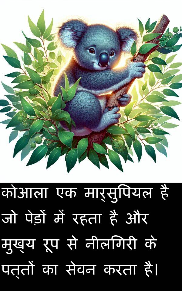 पत्तों: कोआला एक मार्सुपियल है जो पेड़ों में रहता है और मुख्य रूप से नीलगिरी के पत्तों का सेवन करता है।