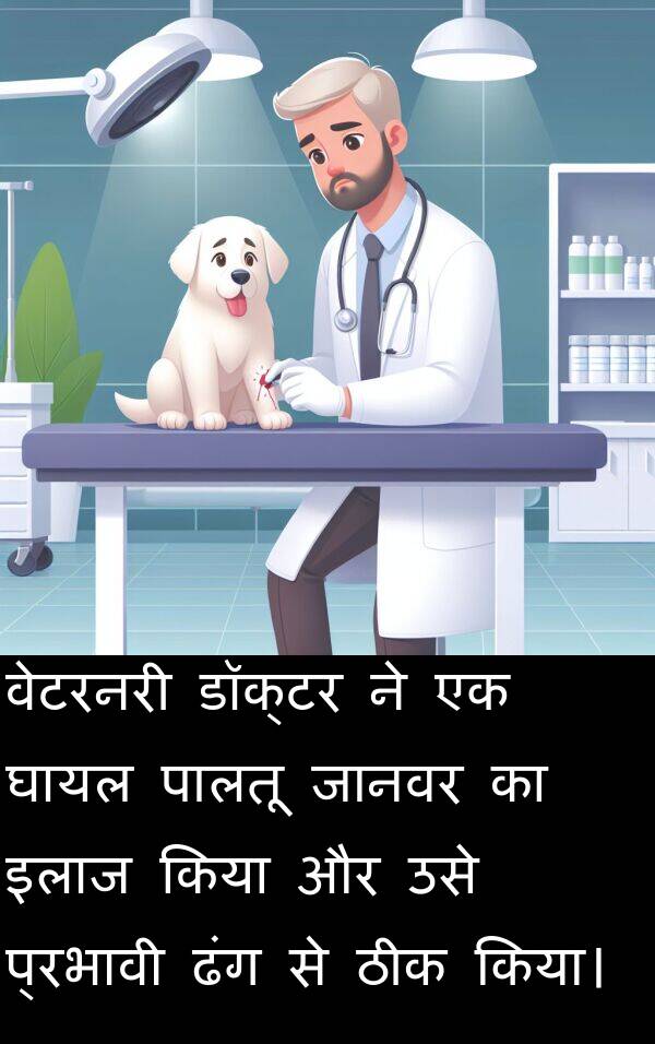 इलाज: वेटरनरी डॉक्टर ने एक घायल पालतू जानवर का इलाज किया और उसे प्रभावी ढंग से ठीक किया।
