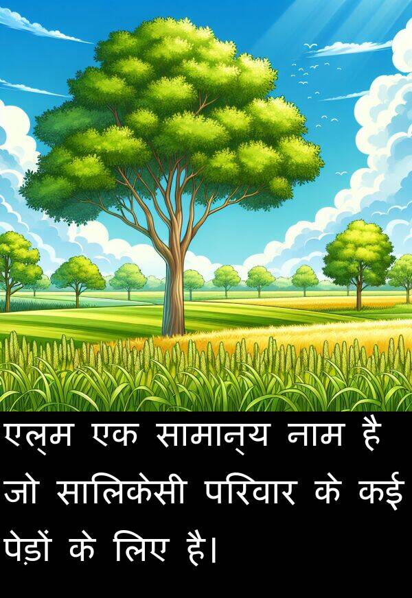 परिवार: एल्म एक सामान्य नाम है जो सालिकेसी परिवार के कई पेड़ों के लिए है।