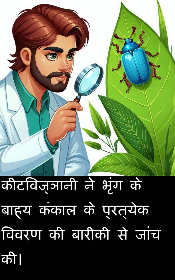 विवरण: कीटविज्ञानी ने भृंग के बाह्य कंकाल के प्रत्येक विवरण की बारीकी से जांच की।