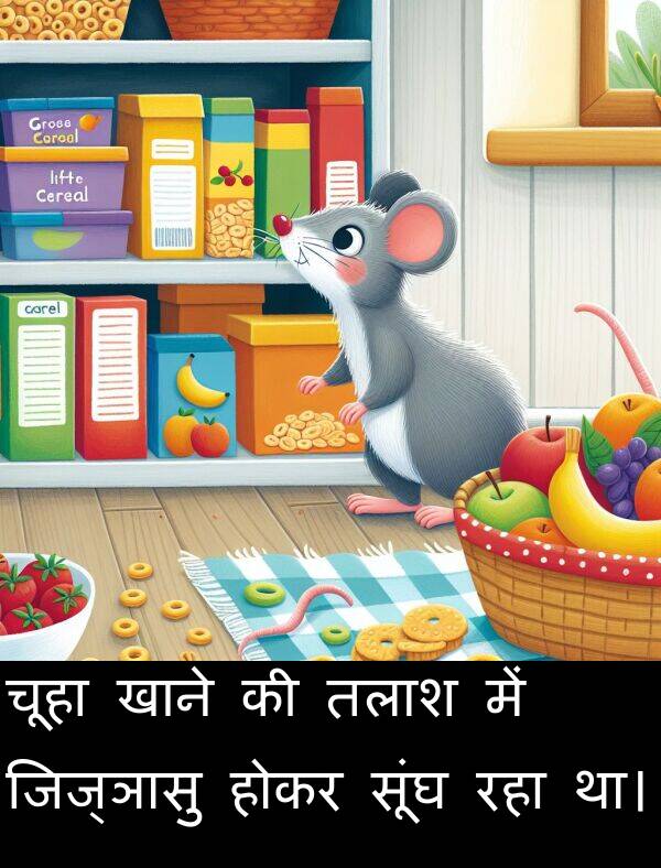 खाने: चूहा खाने की तलाश में जिज्ञासु होकर सूंघ रहा था।