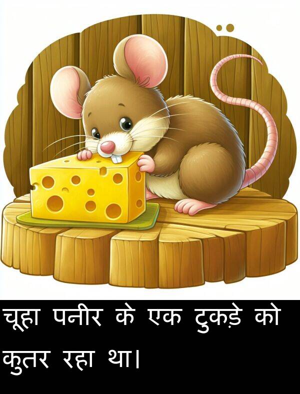 पनीर: चूहा पनीर के एक टुकड़े को कुतर रहा था।