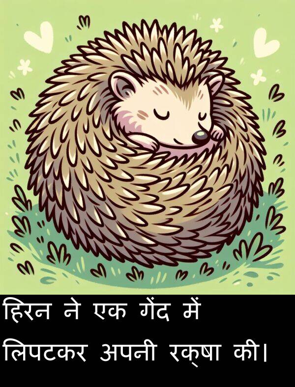 लिपटकर: हिरन ने एक गेंद में लिपटकर अपनी रक्षा की।