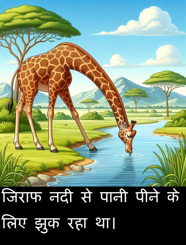 लिए: जिराफ नदी से पानी पीने के लिए झुक रहा था।
