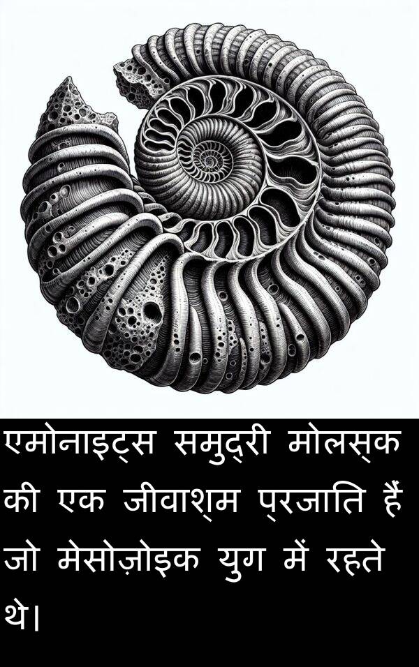 रहते: एमोनाइट्स समुद्री मोलस्क की एक जीवाश्म प्रजाति हैं जो मेसोज़ोइक युग में रहते थे।