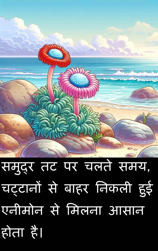 बाहर: समुद्र तट पर चलते समय, चट्टानों से बाहर निकली हुई एनीमोन से मिलना आसान होता है।