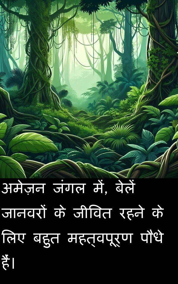 रहने: अमेज़न जंगल में, बेलें जानवरों के जीवित रहने के लिए बहुत महत्वपूर्ण पौधे हैं।