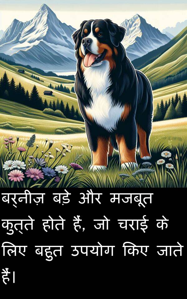 चराई: बर्नीज़ बड़े और मजबूत कुत्ते होते हैं, जो चराई के लिए बहुत उपयोग किए जाते हैं।