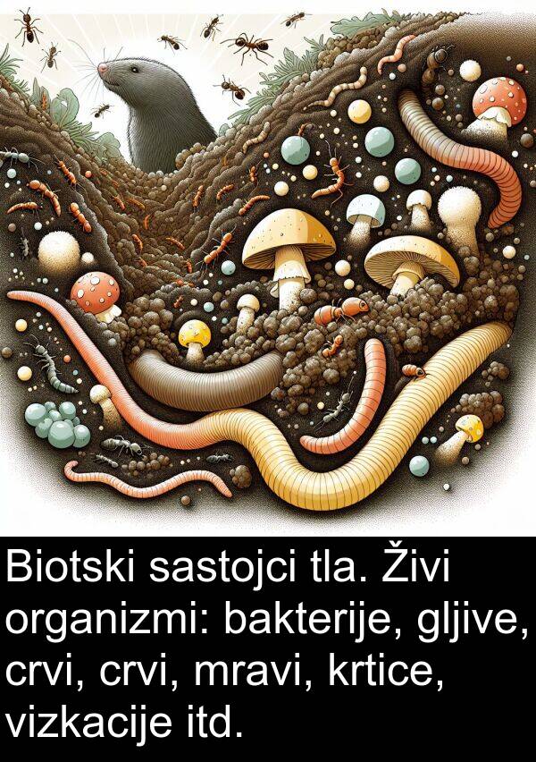 bakterije: Biotski sastojci tla. Živi organizmi: bakterije, gljive, crvi, crvi, mravi, krtice, vizkacije itd.