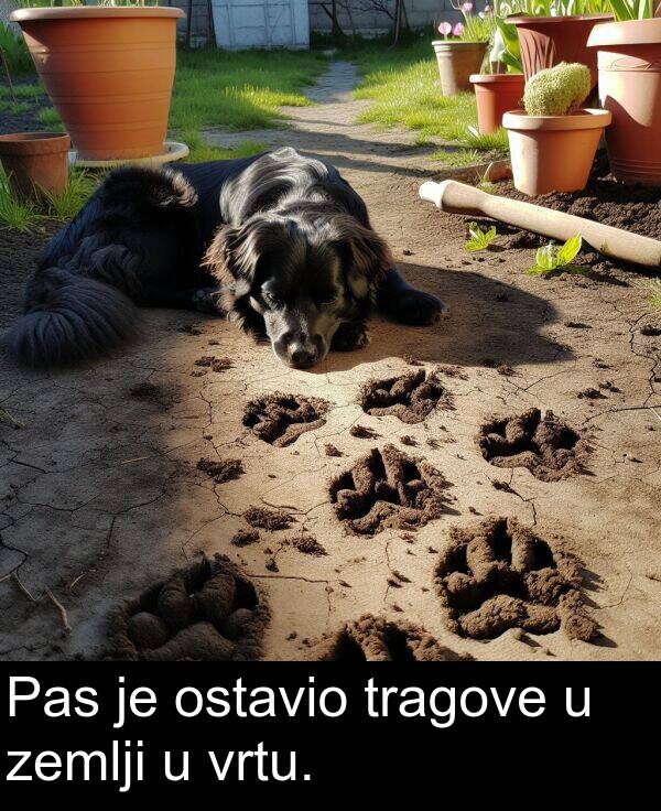 zemlji: Pas je ostavio tragove u zemlji u vrtu.